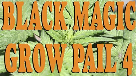 Experimenting with Different Soils in Black Magic Grow Pails: What Works Best?